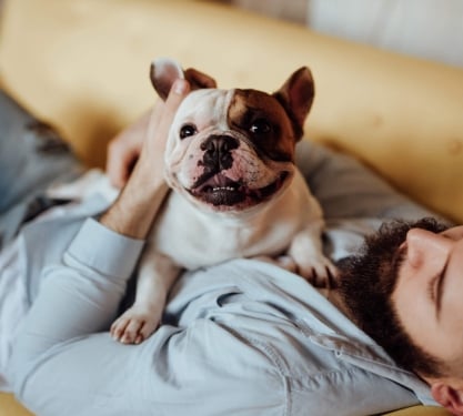 A french bulldog sitting on a man laying down. The dog is enjoying being pet.