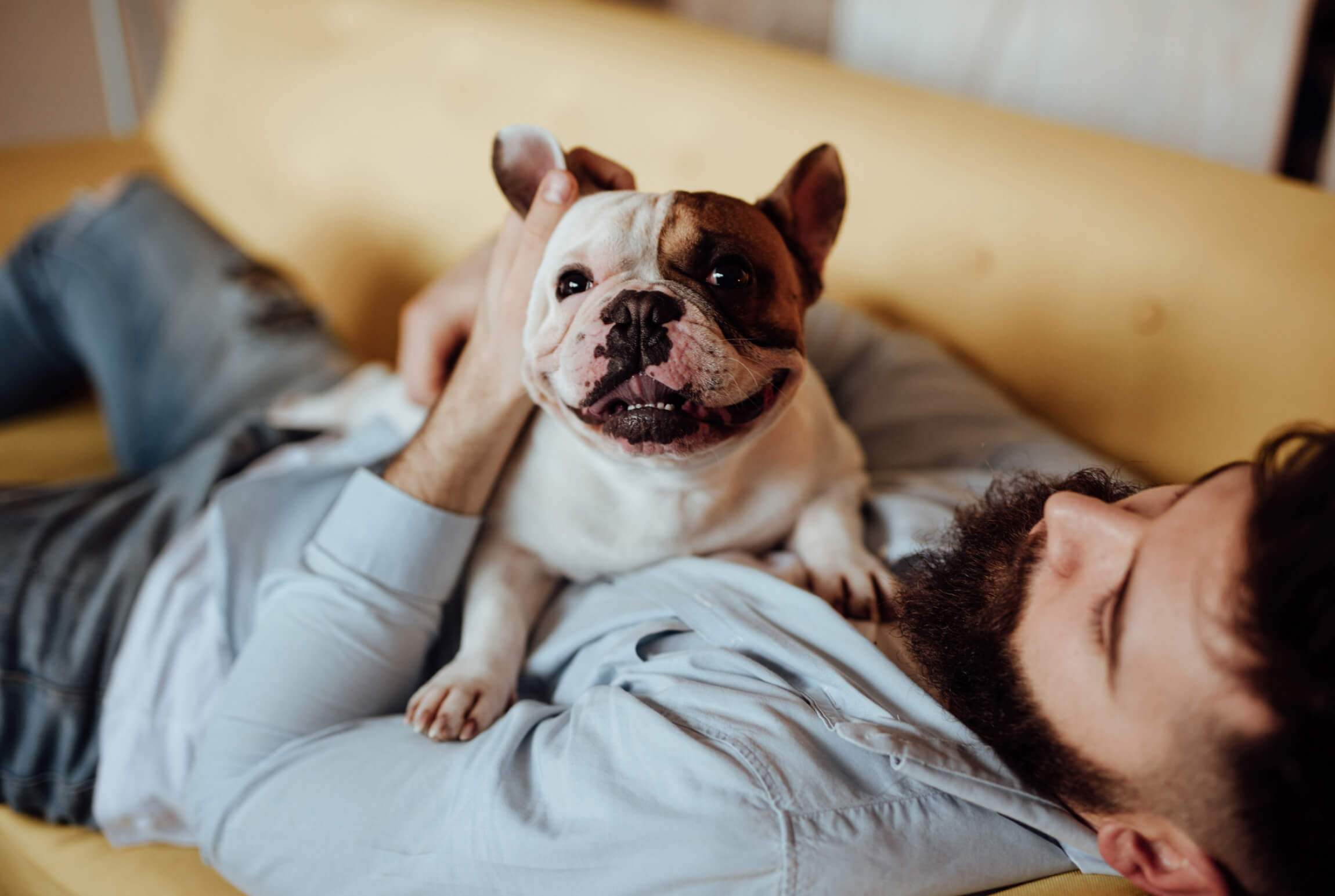 A french bulldog sitting on a man laying down. The dog is enjoying being pet.